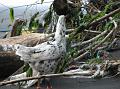 2007 07 15 BALI 0096